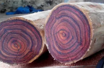 Các loại gỗ quý làm nội thất được ưa chuộng tại thị trường Việt Nam